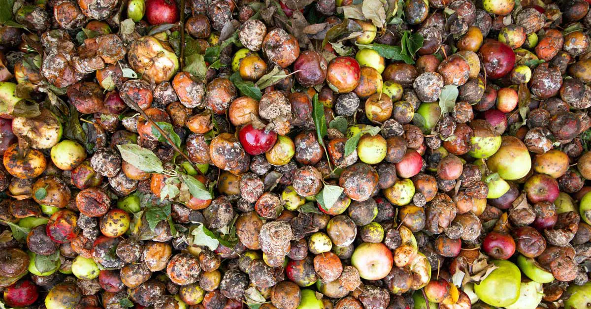 Waste Management Techniques for Restaurants and Hotels